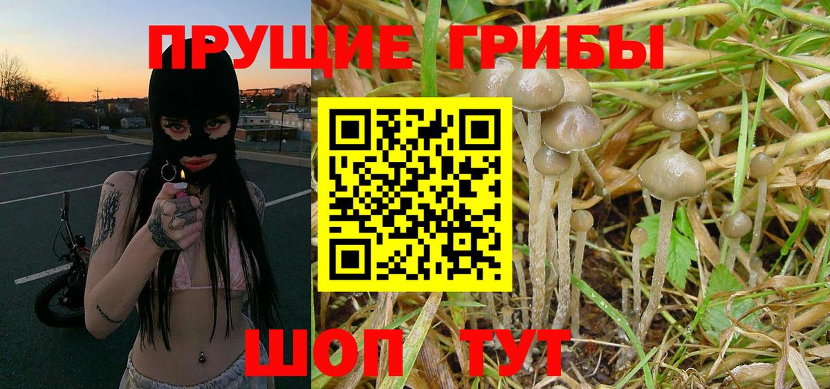 Галлюциногенные грибы MAGIC MUSHROOMS  Вход с VPN  где купить наркоту  Михайловка  Галлюциногенные грибы прущие грибы 